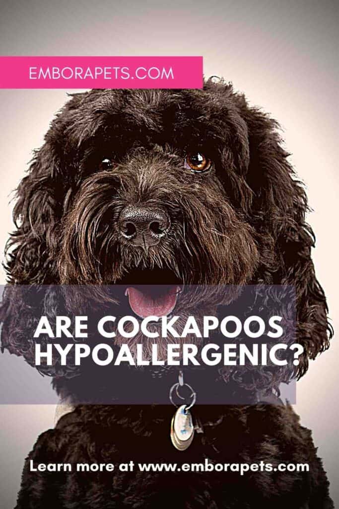 are cockapoo hypoallergenic