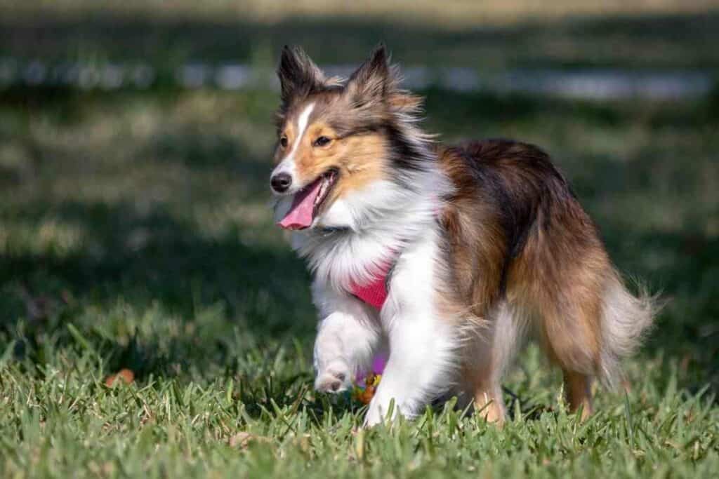 Are Shelties Good Apartment Dogs?