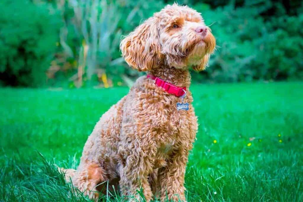 Do Cockapoo Shed