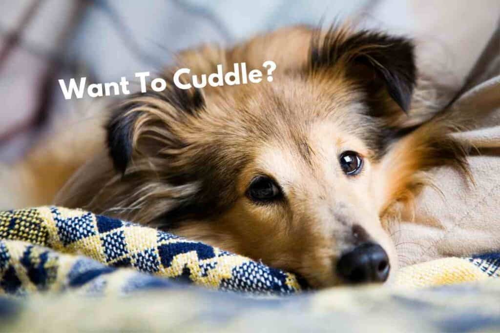Do Shelties Like to Cuddle?