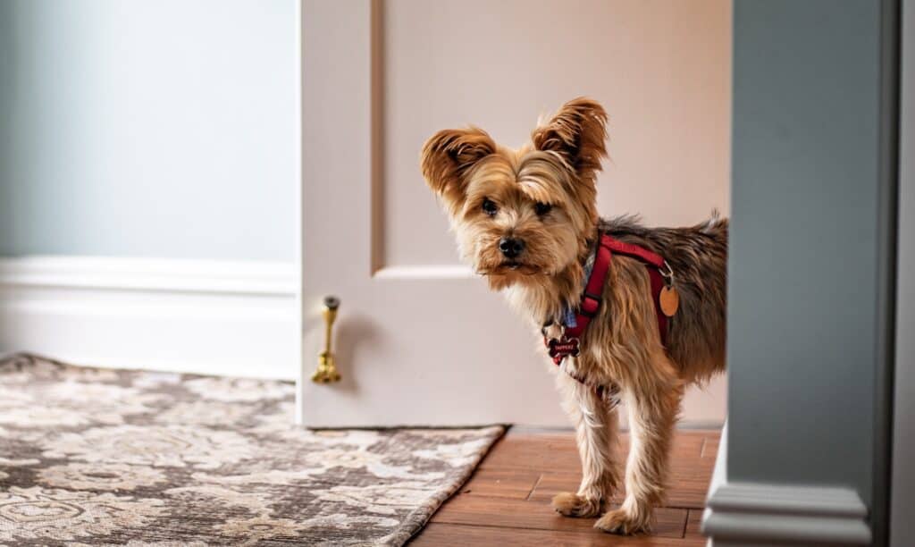 do yorkies shed their puppy coat