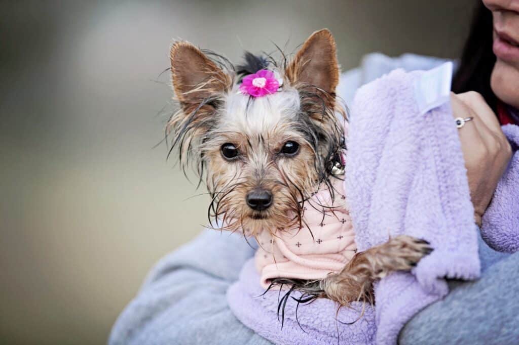 how long do yorkies bleed when in heat