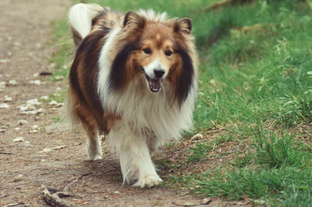 how long should you walk a sheltie