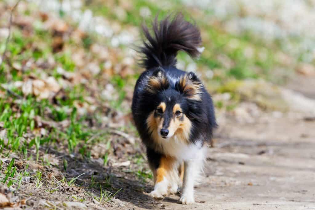 Tricolor shetland sheepdog walking on the road