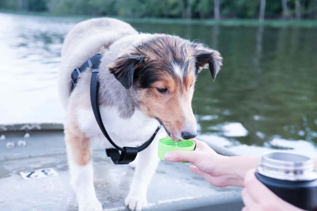 Can Shelties Be Kept Outside