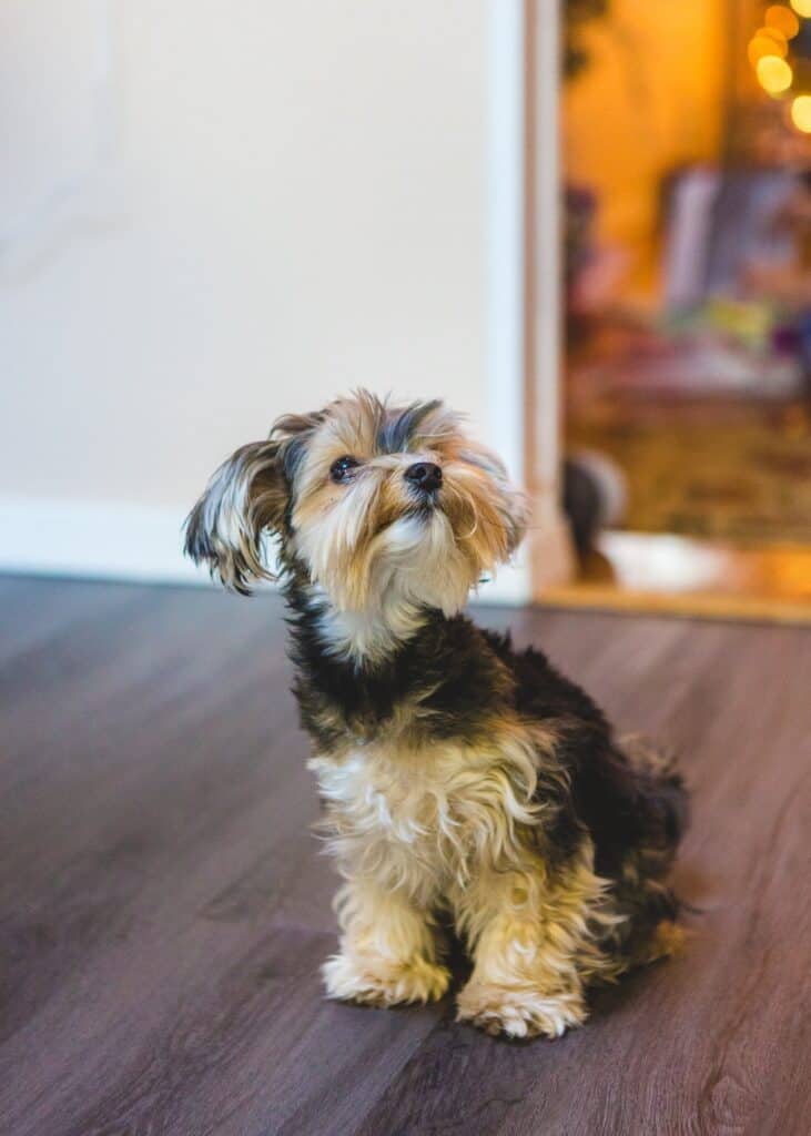 Are Male or Female Yorkies Easier to Train?