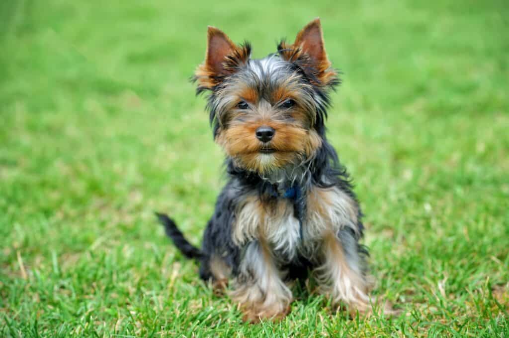 Are Yorkies Big Chewers?