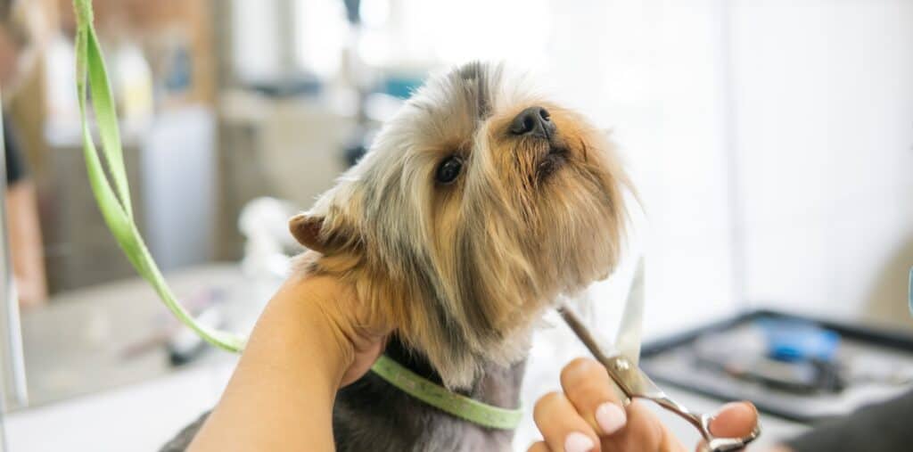 how old should a yorkie be for its first grooming