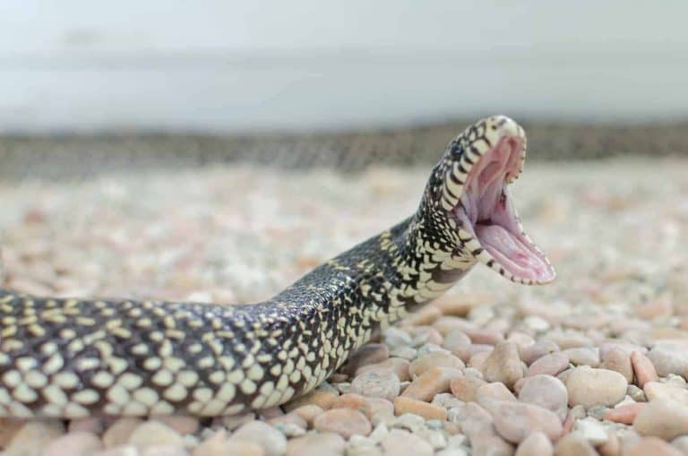 Are King Snakes Poisonous?