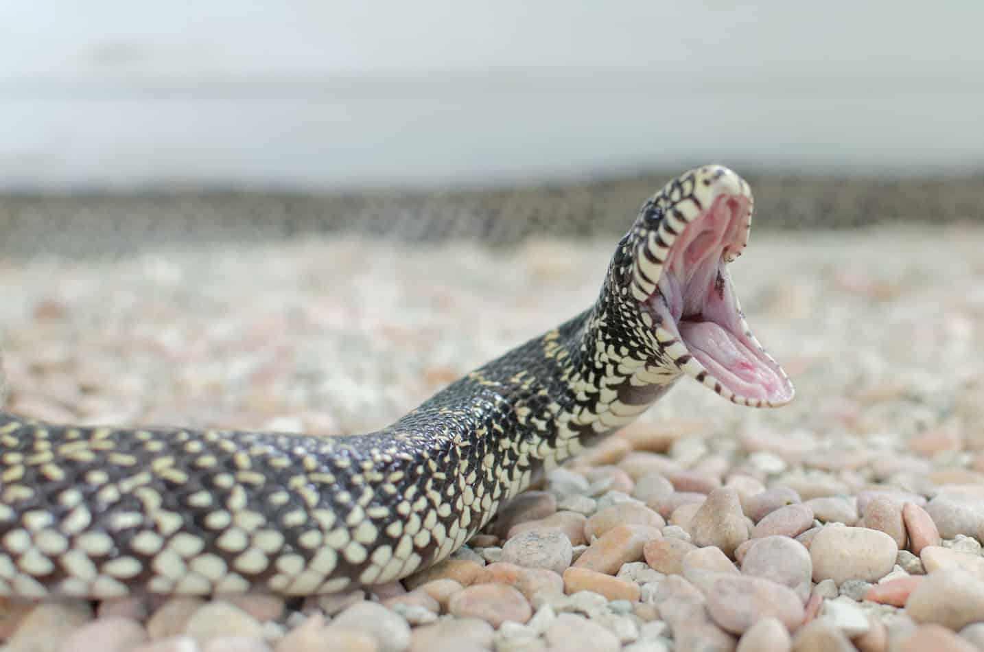 Are king snakes poisonous California King Snakes: Facts with Pictures and Video