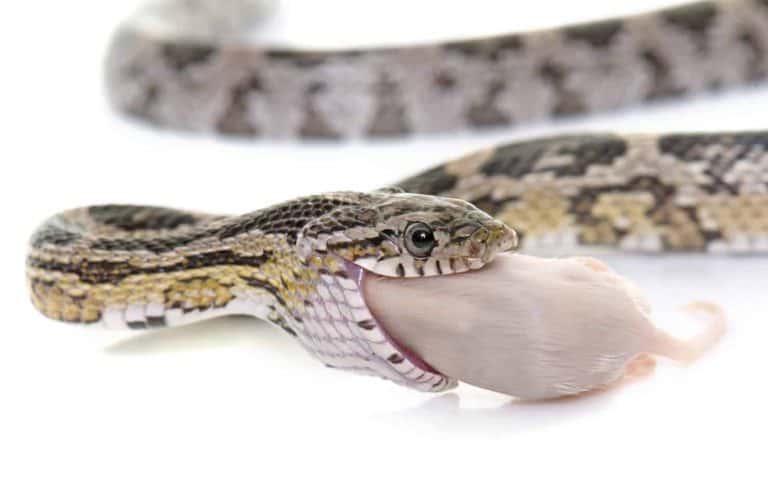 Is There Such a Thing as a Vegetarian Snake?
