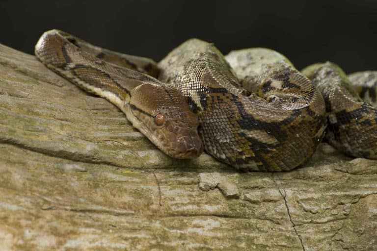 Ball Python Humidity: A Complete Care Guide