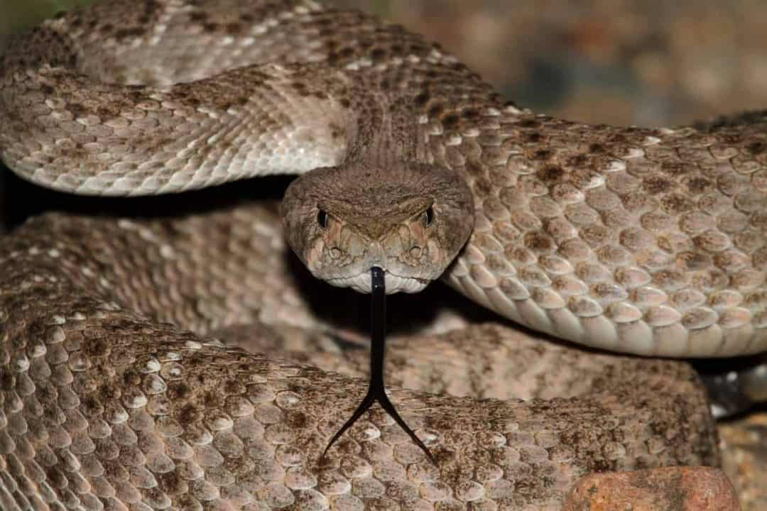 Curated visual reference: Curated Profitable Pet Snakes To Breed And Sell Gallery View 12