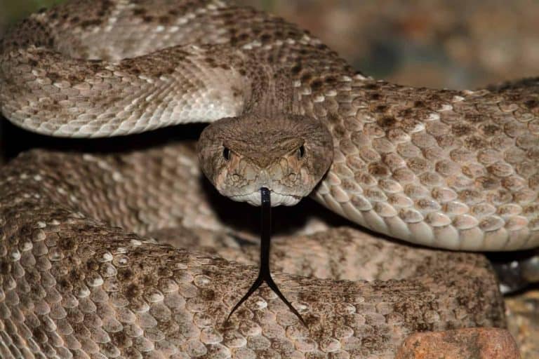 Can Rattlesnakes Be Kept as Pets?
