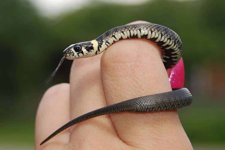 Cutest Pet Snake Breeds (with Pictures)
