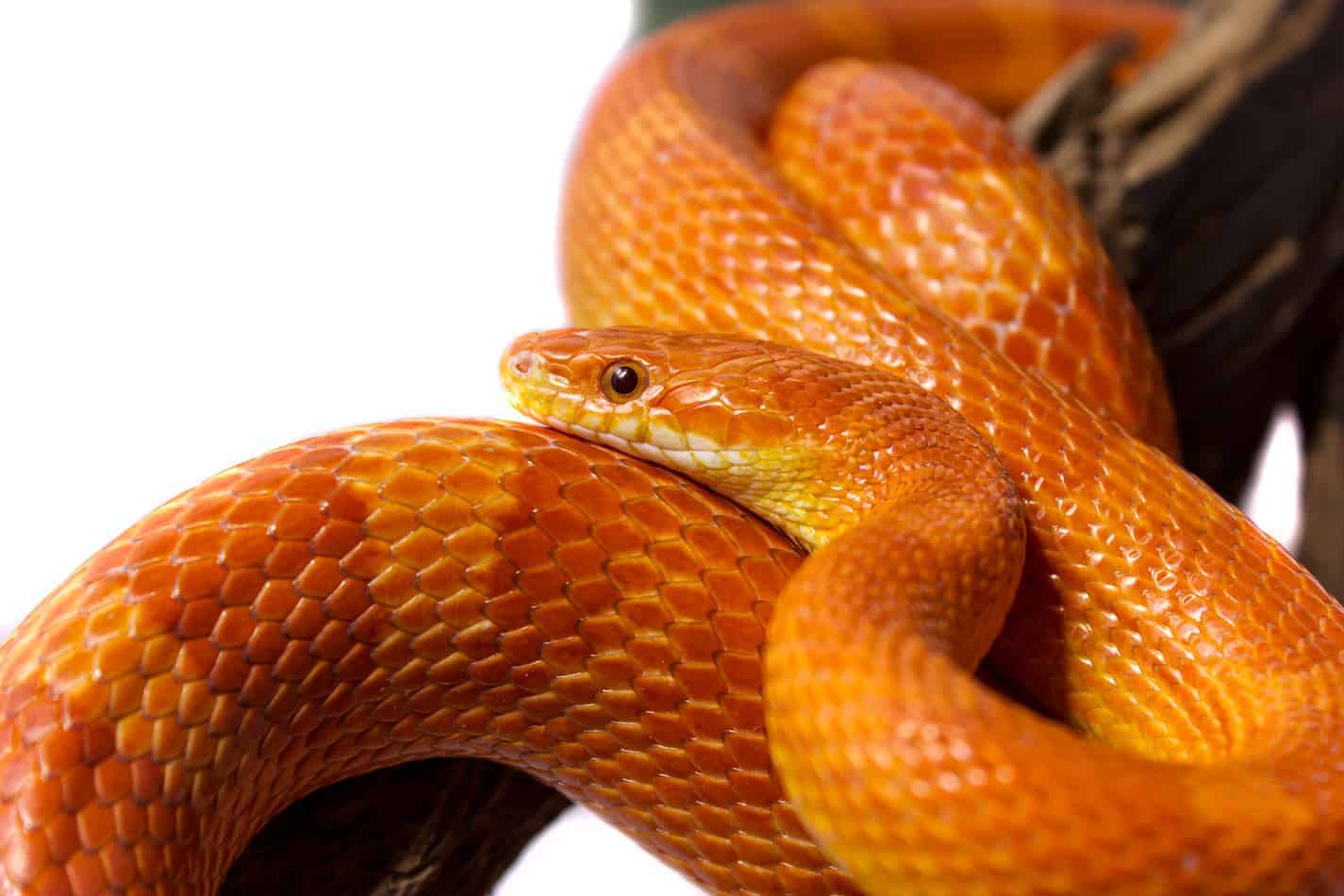 Cutest snakes corn snake List of Popular Pet Snake Breeds (With Pictures and Facts)