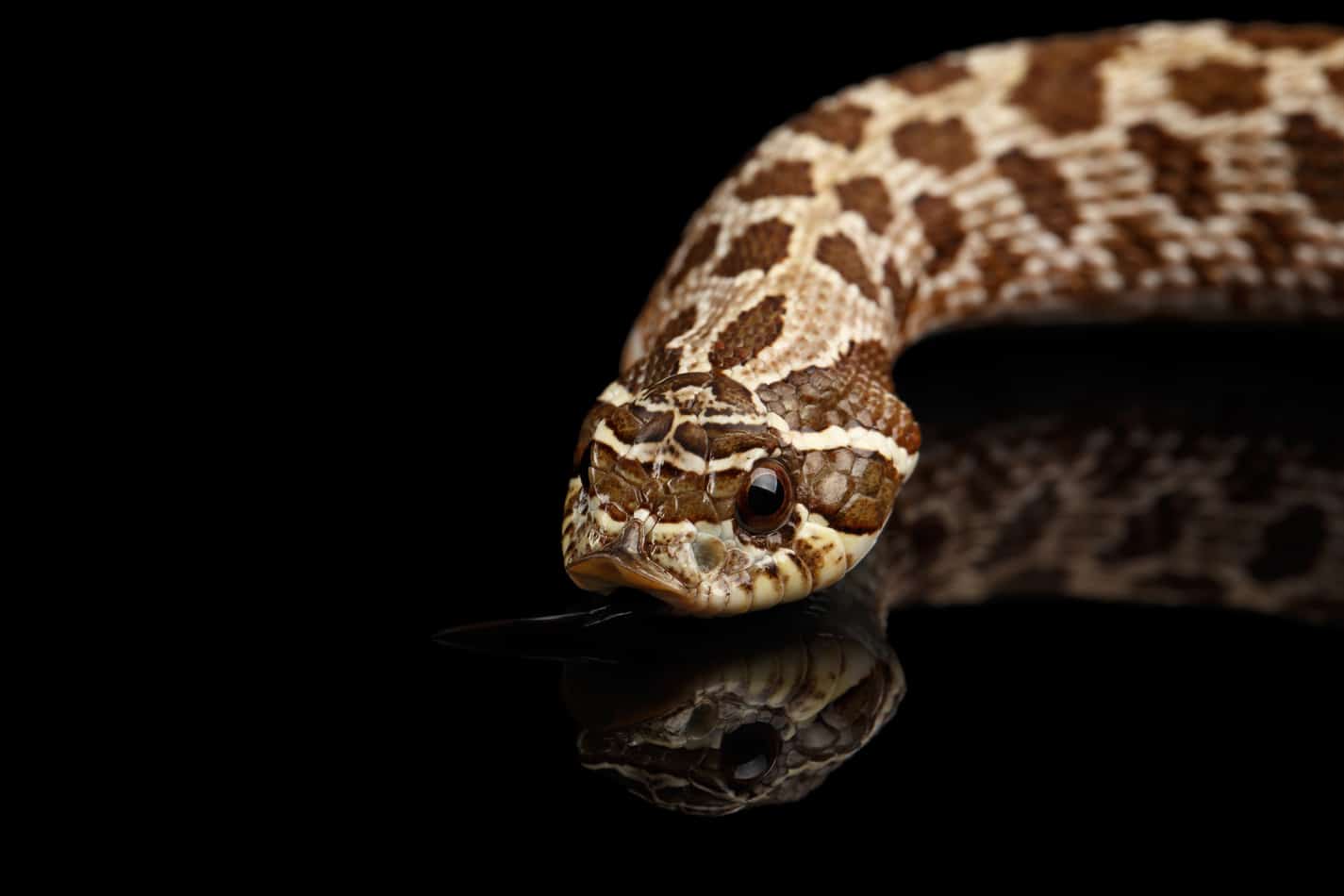 Cutest snakes hognose Cutest Pet Snake Breeds (with Pictures)