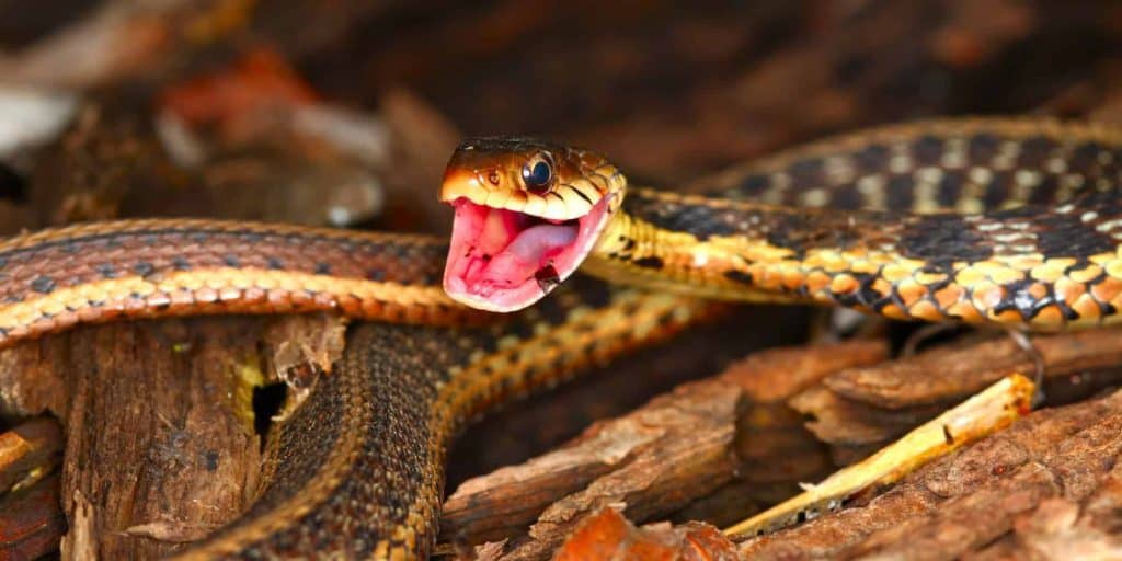 Do garter snakes have teeth What Do Garter Snakes Eat?