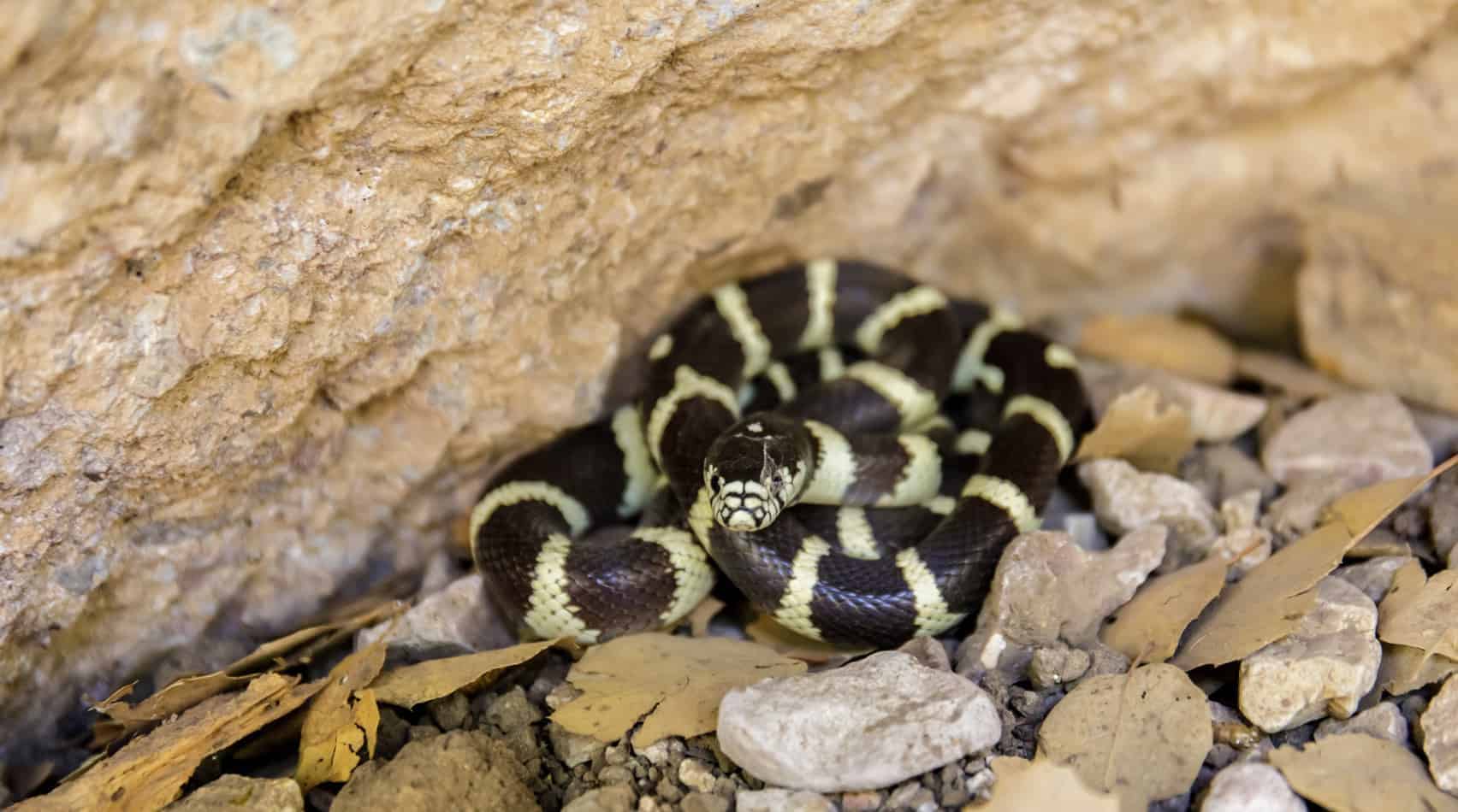 Full list of California king snake morphs Most Popular Pet Snake Breeds