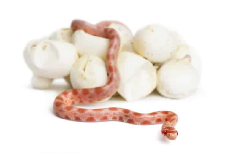 How Many Times a Year do Corn Snakes Lay Eggs?