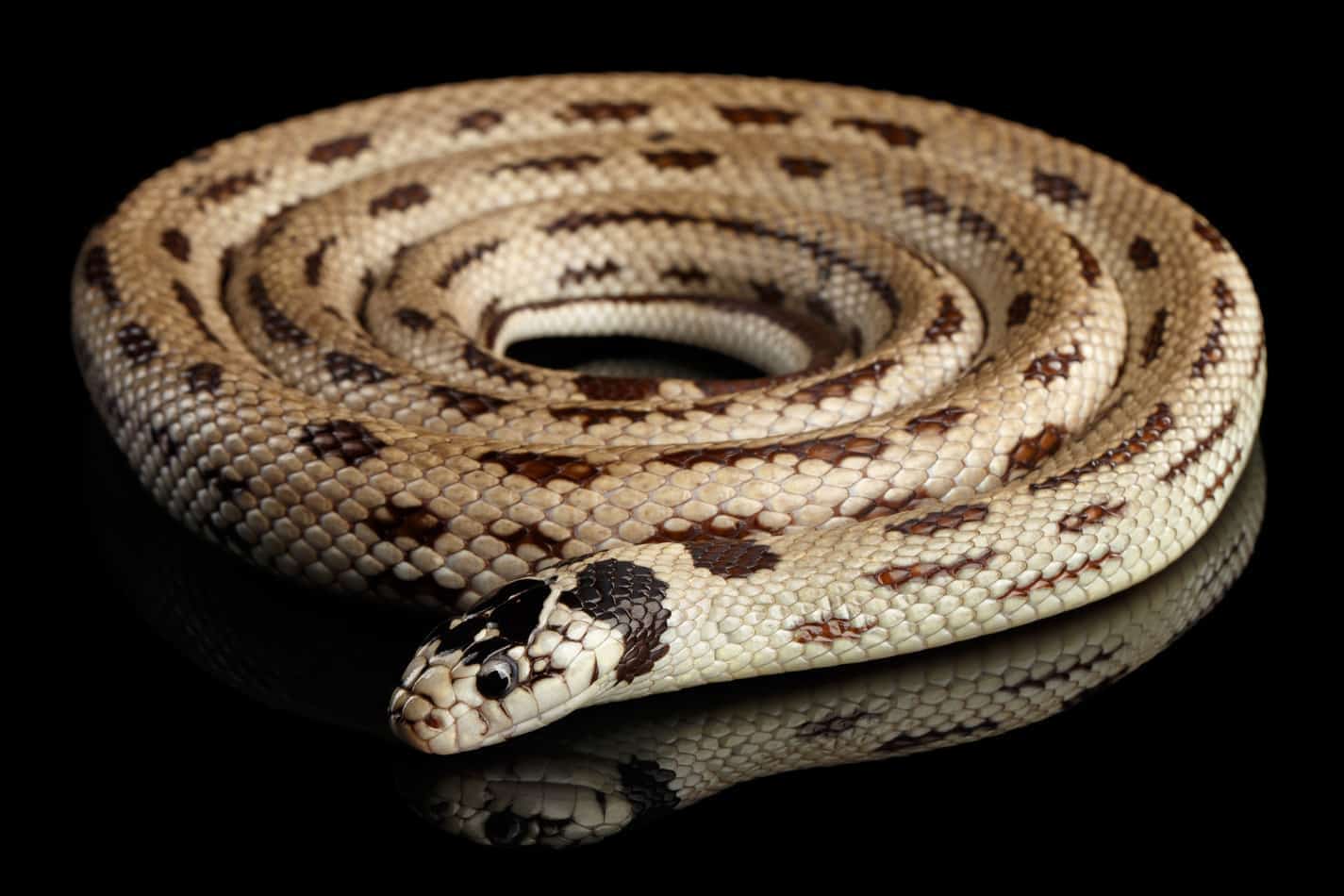 How long do king snakes get California King Snakes: Facts with Pictures and Video