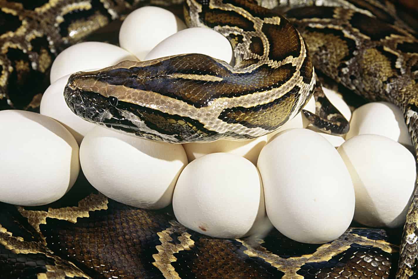 How many times a year do pythons lay eggs 29 Interesting Facts About Burmese Pythons (With Pictures)