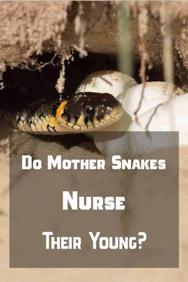 Nursing Snakes Pinterest Do Snakes Nurse Their Young?