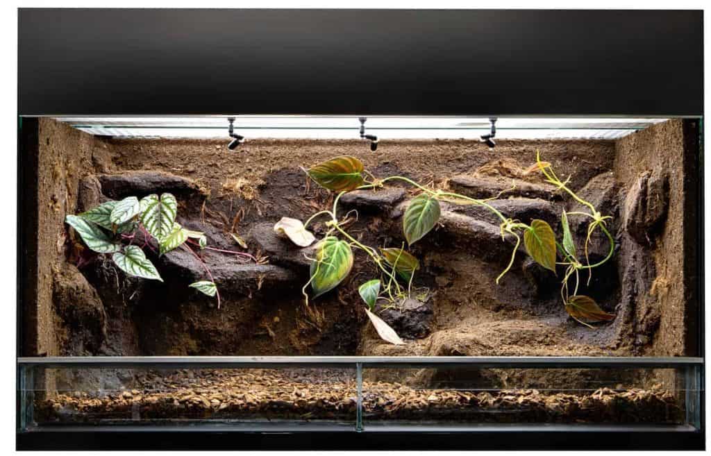 How to Make a Terrarium Habitat for Snakes - Embora Pets