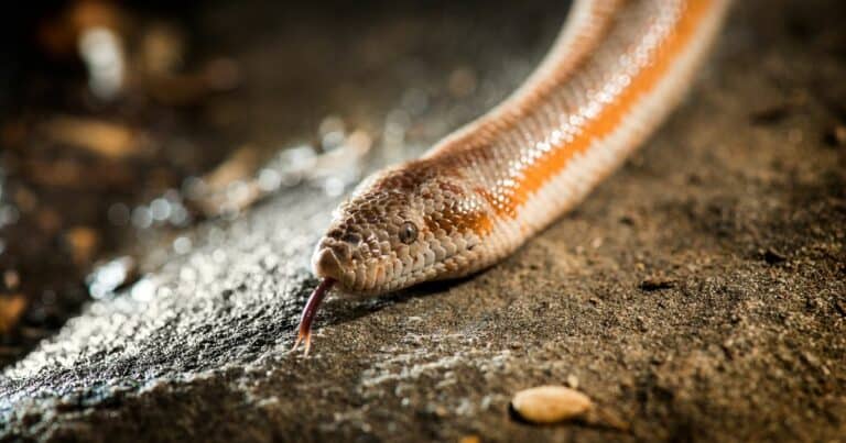 Rosy Boas: How Long They Get and How Fast They Grow