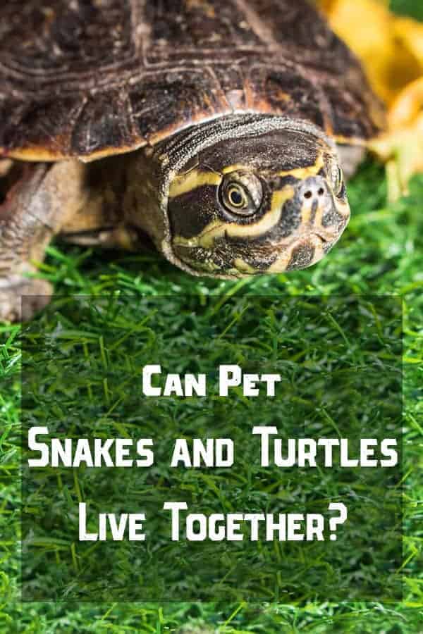 Snakes and Turtles Pinterest Can Snakes and Turtles Live Together?