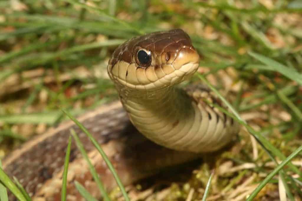 are garter snake toxic to dogs