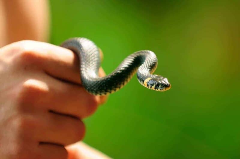 Where to Buy a Pet Snake (Explained!) Embora Pets
