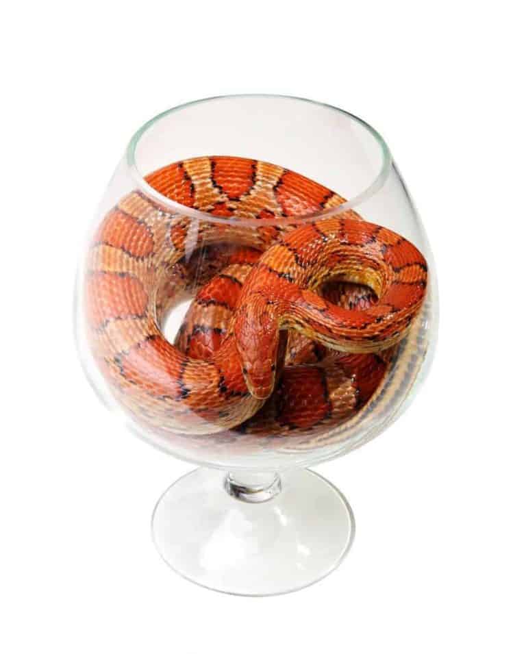 Can Corn Snakes be Tamed?