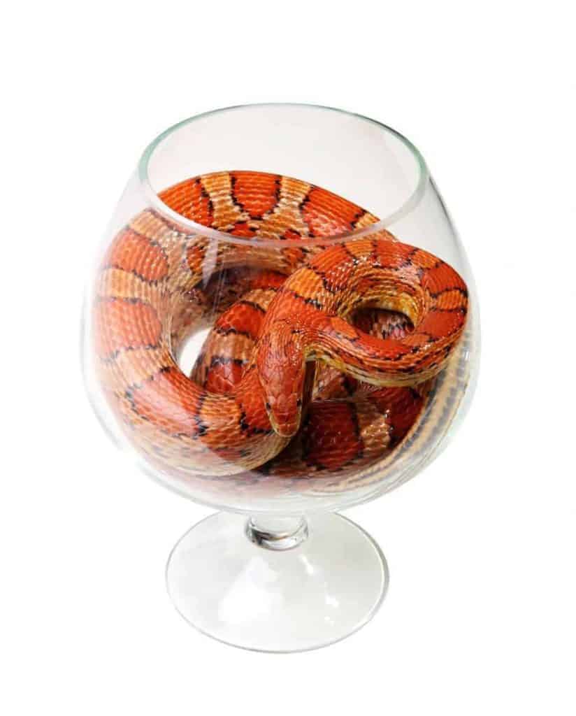 Can Corn Snakes Be Tamed Embora Pets