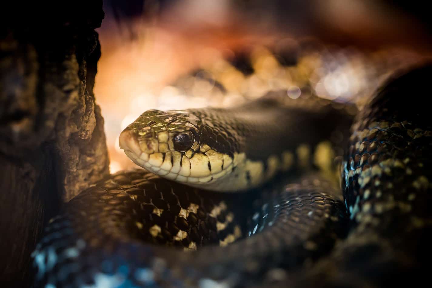 Can Snakes and Lizards Live Together? Embora Pets
