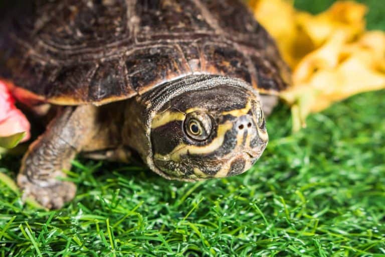 Can Snakes and Turtles Live Together?
