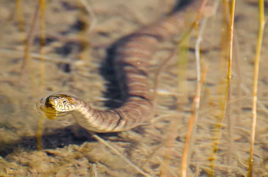 can watersnakes be kept as pets Can Water Snakes be Kept as Pets?