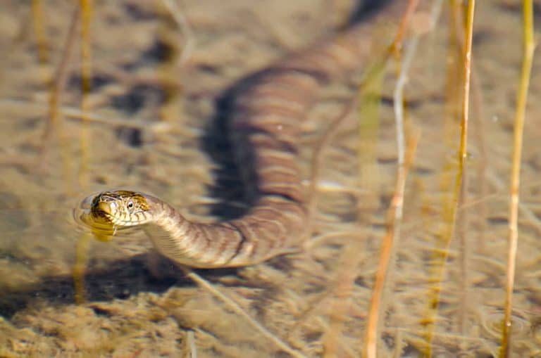 Can Water Snakes be Kept as Pets?