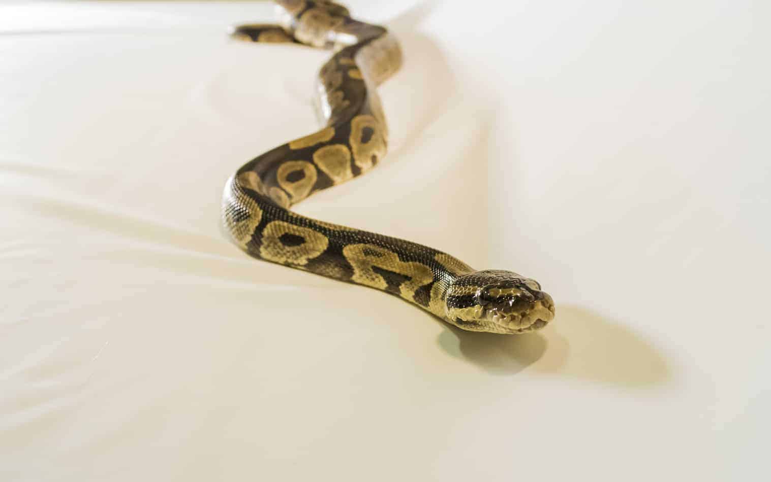 cutest snakes african ball Cutest Pet Snake Breeds (with Pictures)