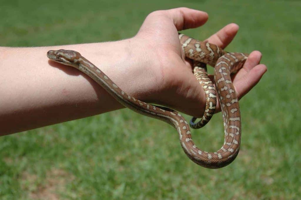 cutest snakes carpet python Do Pet Snakes Like to Be Petted?