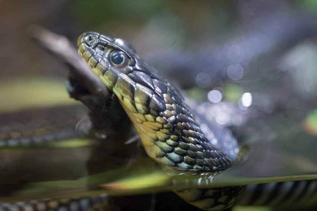 do garter snakes make good pets What Do Garter Snakes Eat?