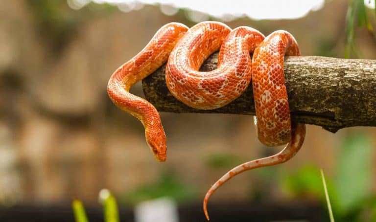 How Big Do Corn Snakes Get (And How Long Does it Take For Them to Grow)?