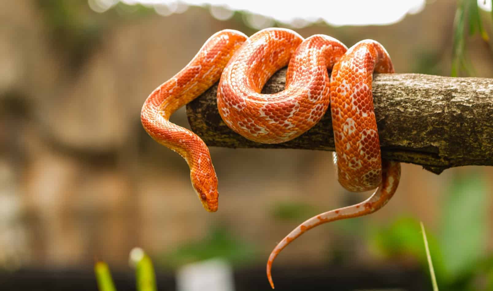 corn snakes