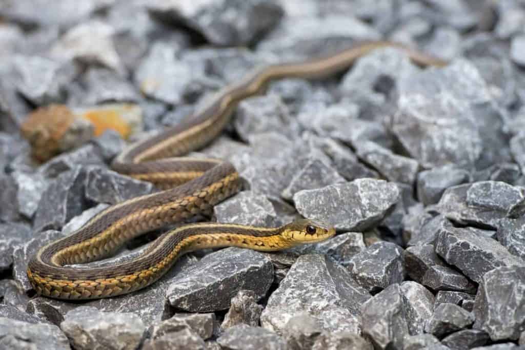 How to Get Rid of a Garter Snake!