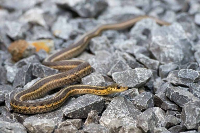 How Big Do Garter Snakes Get (And How Long It Takes to Grow)?
