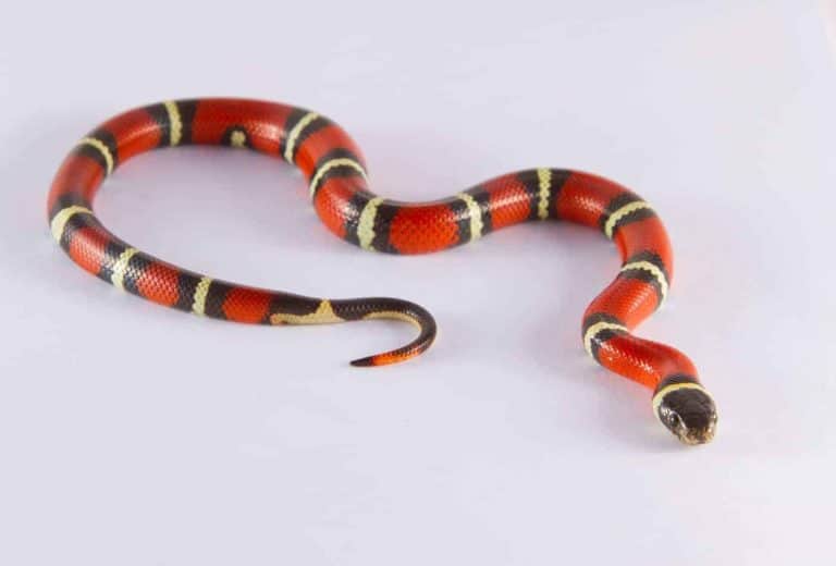 How Long Do Milk Snakes Get (and How Long it Takes to Grow)?