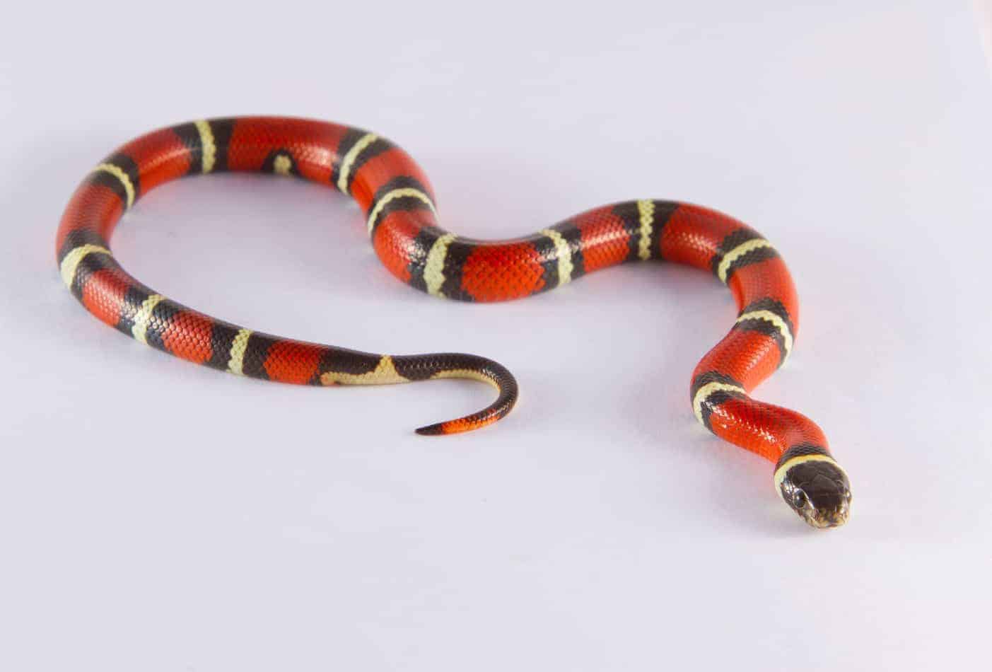 how long do milk snakes get List of Popular Pet Snake Breeds (With Pictures and Facts)