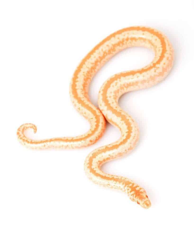 How Long do Rosy Boas Get (and How Long it Takes to Grow)? Embora Pets