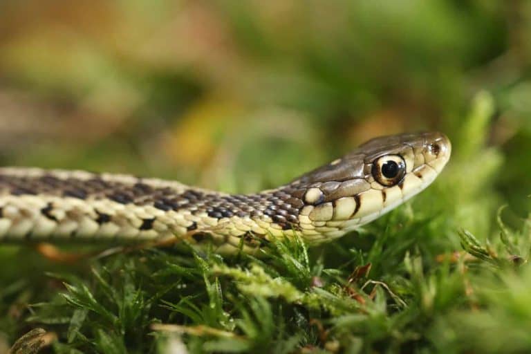 How to Get Rid of a Garter Snake!