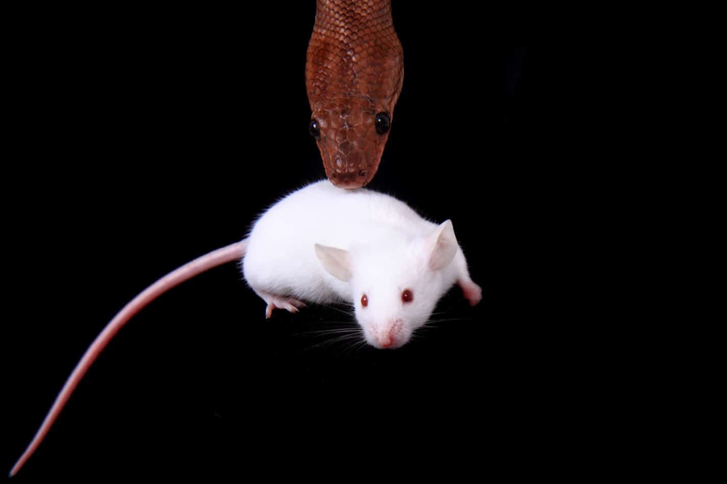 Is There a Pet Snake That Can’t Eat Mice?